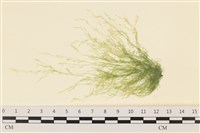 登錄號:A00000540藏品圖，第1張