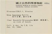 長片石蓴, 裂片石蓴藏品圖，第2張