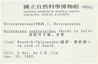 絲狀外子藻, 水雲藏品圖，第2張