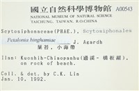 葉苔, 小海帶藏品圖，第2張