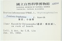 葉苔, 小海帶藏品圖，第2張