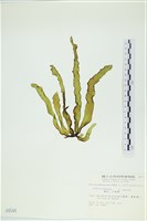 葉苔, 小海帶藏品圖，第3張