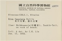 長片石蓴, 裂片石蓴藏品圖，第2張