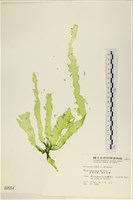長片石蓴, 裂片石蓴藏品圖，第1張