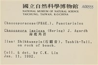 海鹿角苔藏品圖，第2張