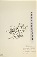 海鹿角苔藏品圖，第3張