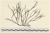 海鹿角苔藏品圖，第1張