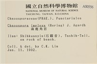 海鹿角苔藏品圖，第2張