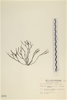 海鹿角苔藏品圖，第3張