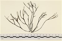 海鹿角苔藏品圖，第1張