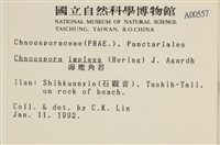 海鹿角苔藏品圖，第2張