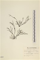 海鹿角苔藏品圖，第1張