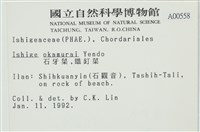 石牙藻, 石牙菜, 鐵釘菜藏品圖，第2張