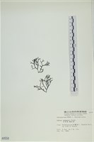 石牙藻, 石牙菜, 鐵釘菜藏品圖，第1張