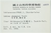 石牙藻, 石牙菜, 鐵釘菜藏品圖，第2張
