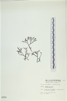 石牙藻, 石牙菜, 鐵釘菜藏品圖，第1張