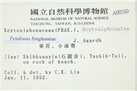 葉苔, 小海帶藏品圖，第2張