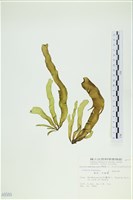 葉苔, 小海帶藏品圖，第1張
