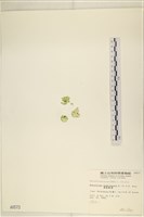 薄礁膜藻藏品圖，第3張