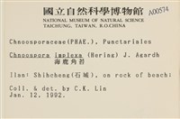 海鹿角苔藏品圖，第2張