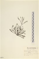 海鹿角苔藏品圖，第1張
