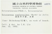 絲狀外子藻, 水雲藏品圖，第2張