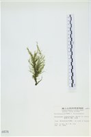 絲狀外子藻, 水雲藏品圖，第3張