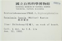 西洋葉苔藏品圖，第2張