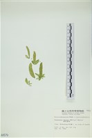 西洋葉苔藏品圖，第3張