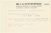 小網藻, 日本小網藻藏品圖，第2張