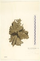 小網藻, 日本小網藻藏品圖，第1張