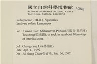 盾葉蕨藻藏品圖，第2張