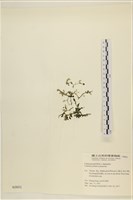 盾葉蕨藻藏品圖，第1張