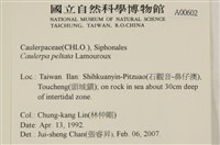 盾葉蕨藻藏品圖，第2張