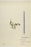 盾葉蕨藻藏品圖，第1張