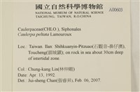 盾葉蕨藻藏品圖，第2張