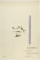 盾葉蕨藻藏品圖，第1張