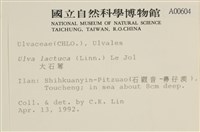 大石蓴, 石蓴藏品圖，第2張