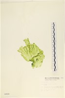 大石蓴, 石蓴藏品圖，第1張