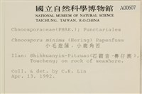 小毛孢藻, 小鹿角苔藏品圖，第2張