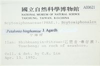 葉苔, 小海帶藏品圖，第2張