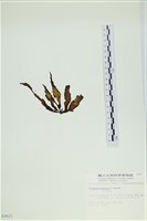 葉苔, 小海帶藏品圖，第3張