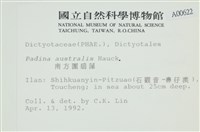 南方團扇藻藏品圖，第2張