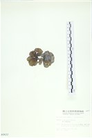 南方團扇藻藏品圖，第3張