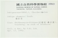 石牙藻, 石牙菜, 鐵釘菜藏品圖，第2張