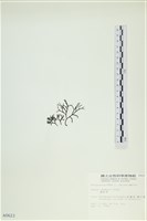 石牙藻, 石牙菜, 鐵釘菜藏品圖，第3張