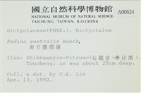 南方團扇藻藏品圖，第2張