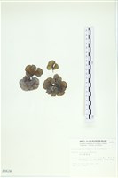 南方團扇藻藏品圖，第3張