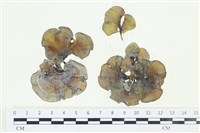 南方團扇藻藏品圖，第1張