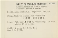 褐海扇藏品圖，第2張